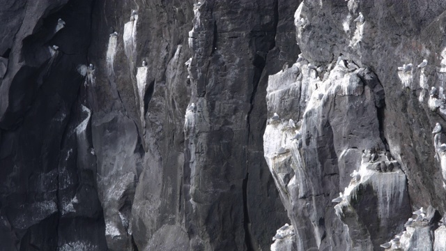 栖息在Snæfellsnes半岛悬崖岩石上的海鸠视频素材