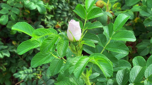 白玫瑰花蕾视频素材