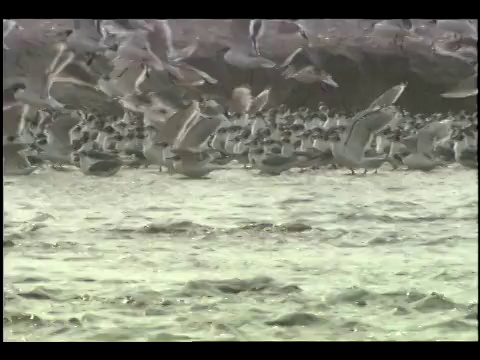 成群的海鸥聚集在水面上。视频素材