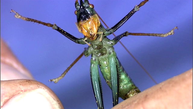 昆虫学家用手指轻推一只地蟋蟀。视频素材