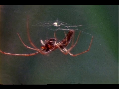 一只nephila spider挂在网上吃昆虫。视频素材