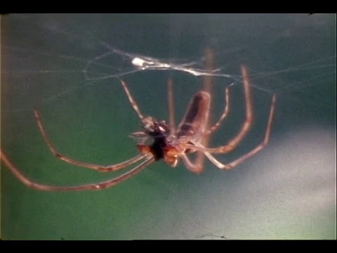 一只nephila spider正在织网，而另一只在吃。视频素材