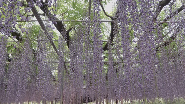 低角度，足贺花公园在日本视频素材