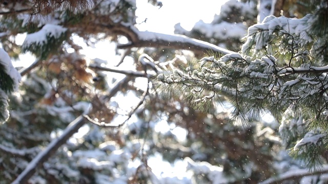 被雪覆盖的松树视频素材