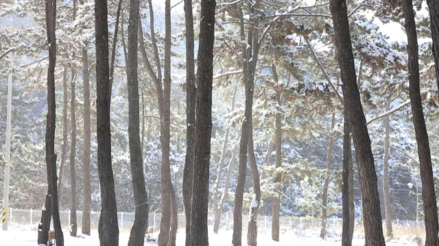 Maengbang海滩/三陟附近的松树林的雪景视频素材