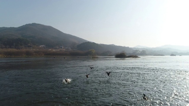 野鸭飞过南hangang河/ Binaeseom岛，韩国视频素材