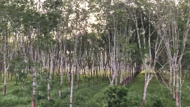 橡胶森林视频素材
