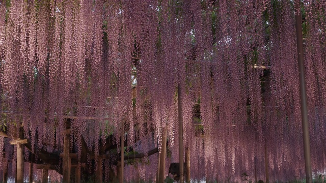 日本紫藤花，角度低视频素材