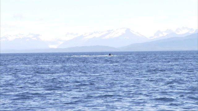 鲸鱼浮出海面。视频素材