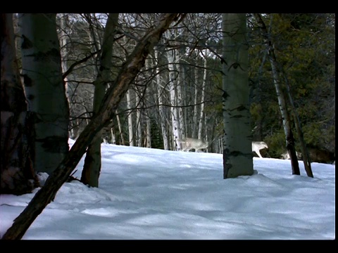 森林里，一群狼沿着积雪的山脊行走。视频素材