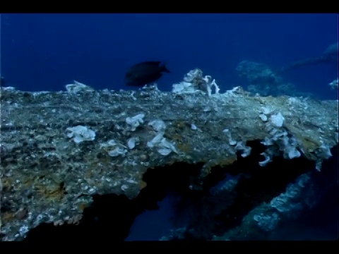 鱼以生长在沉船一侧的水生生物为食。视频素材