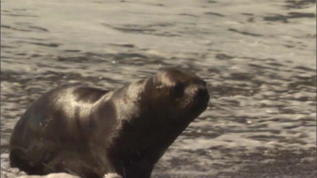 海豹在海浪中嬉戏。视频素材