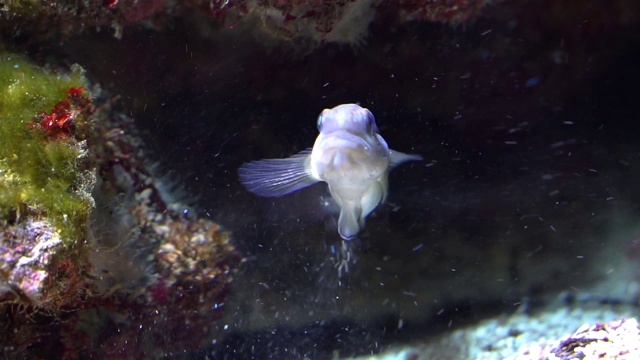 在水中游泳的睡眠带状虾虎鱼，沙筛鱼，来自太平洋的热带水族馆宠物视频素材