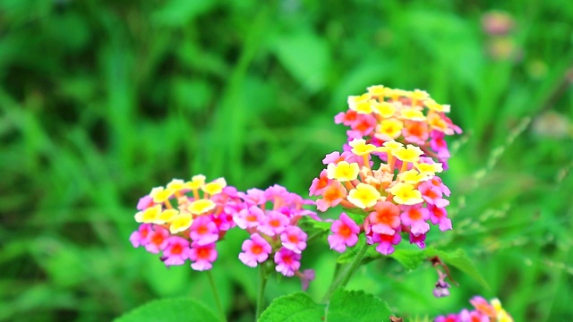 粉黄色马缨丹各种颜色的花朵在花园里以绿叶为背景视频素材