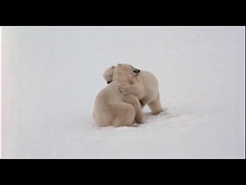 北极熊在雪地里互相摔跤。视频素材