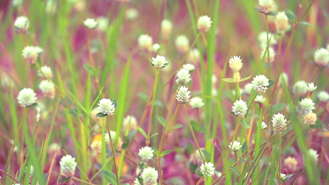 杂草是白花，它生长在热带地区是一种常见的杂草视频素材