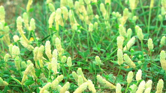 杂草是白花，它生长在热带地区是一种常见的杂草视频素材