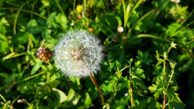 自然界中盛开的蒲公英生长在绿色的草丛中。旧的蒲公英特写镜头。自然背景下的蒲公英草。绿色的自然背景。视频素材