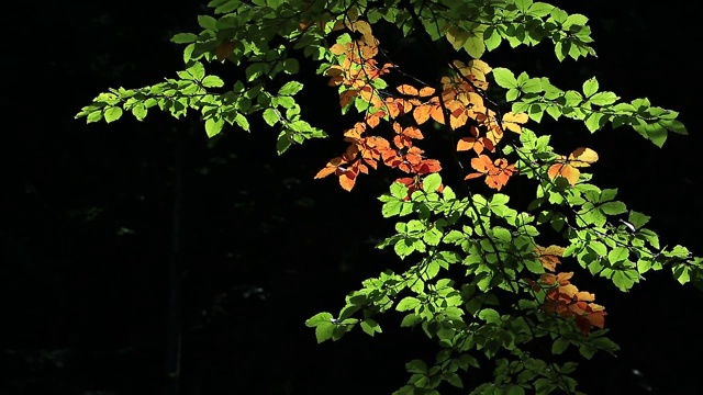 秋叶山毛榉树视频背景视频素材