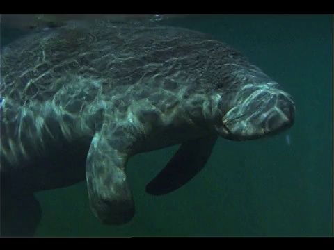 海牛漂浮的身体上反射着微光。视频素材