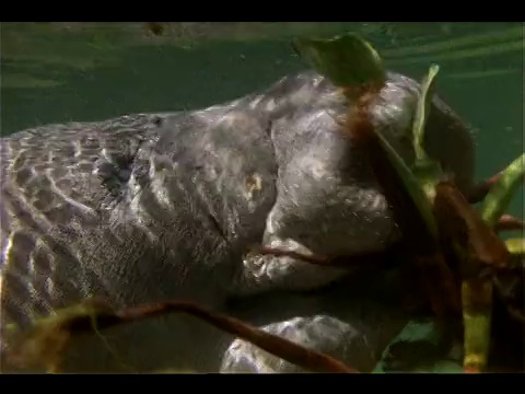 海牛以水生植物为食。视频素材