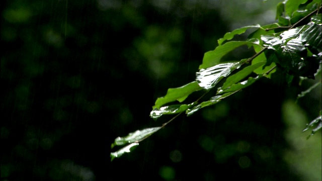 下雨时，阳光反射在纤细的树叶上。视频素材