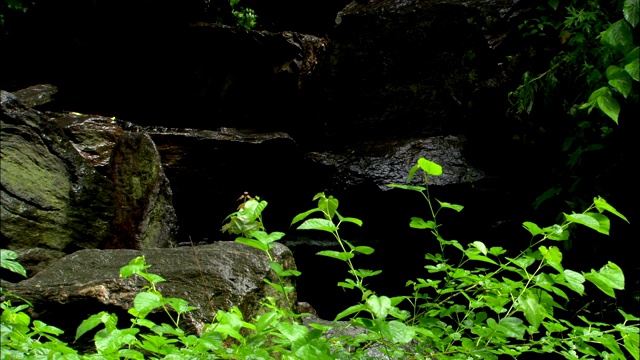 在巨石前，雨滴从绿色植物的叶子上滴下。视频素材