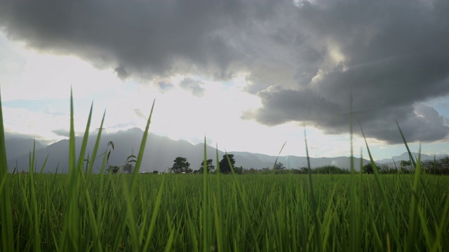 暴风雨的天空草田，山背景在穆迪天空，绿色的草，热带，夏天，风暴，雨-左pan视频素材