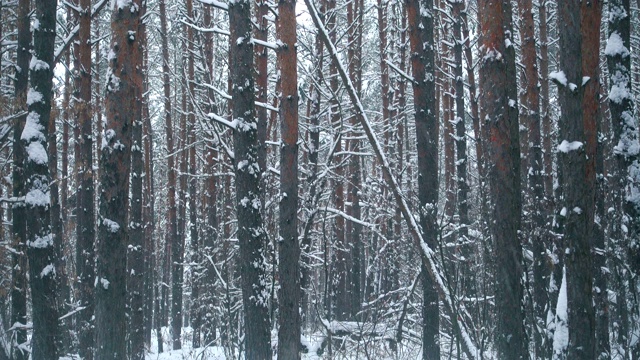 天然雪在冬季松林。视频素材