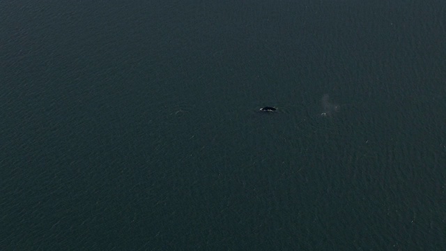 鲸鱼在海里游泳。视频素材