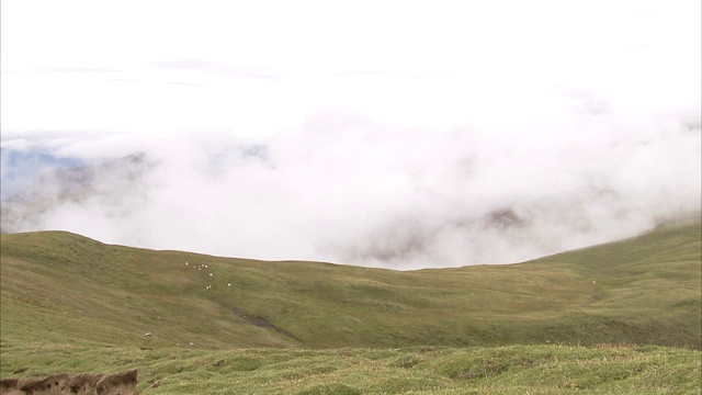 低云层在阿拉斯加的高山草地上停留。视频素材