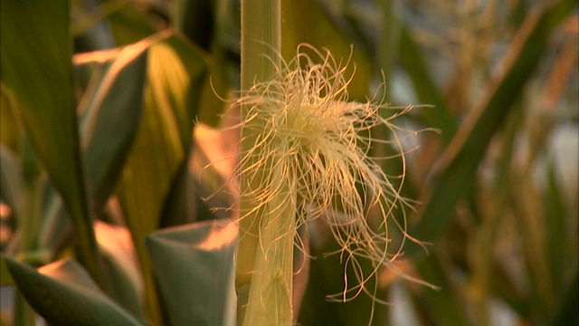 玉米丝从玉米茎中发芽。视频素材