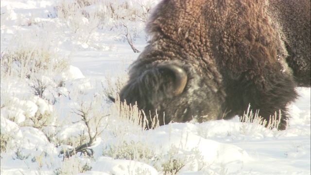 一头野牛在白雪皑皑的平原上笨拙地行走。视频素材