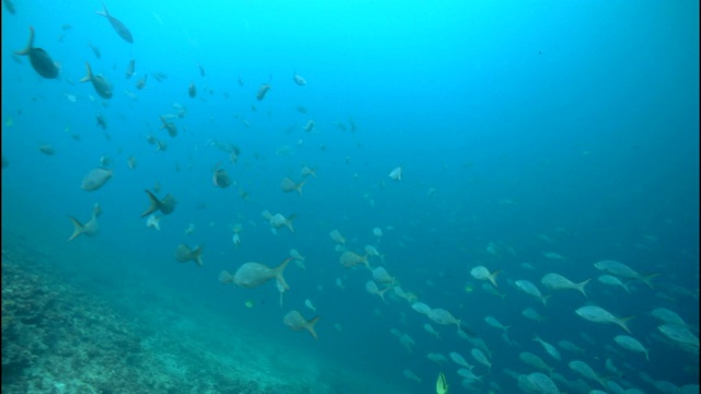 阳光穿过深蓝色的海水，鱼群在海床上成群游动。视频素材