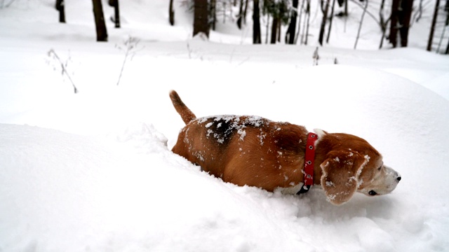 小猎犬在冬天的森林里翻越厚厚的积雪的4K镜头。冬天的概念。视频素材