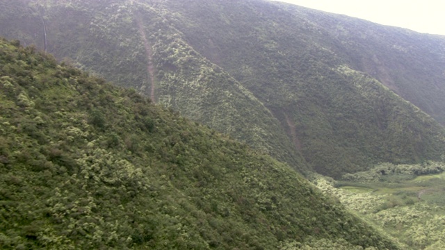 茂密的森林覆盖着陡峭的山坡视频素材