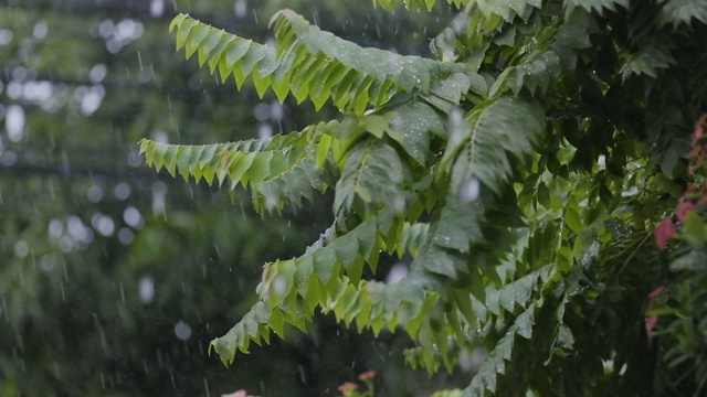 雨落在树枝上视频下载