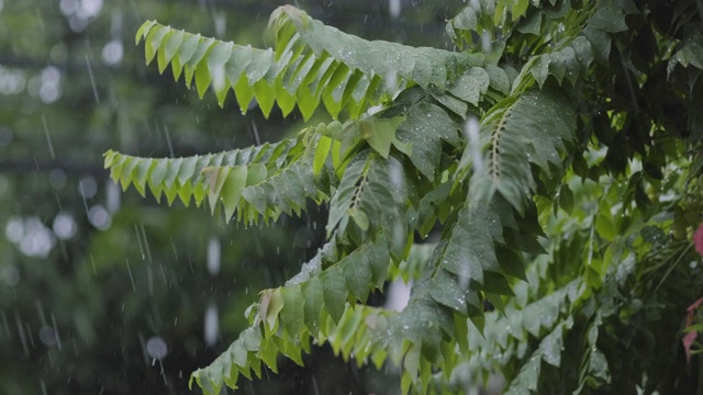 雨落在树枝上。4 k VDO视频素材