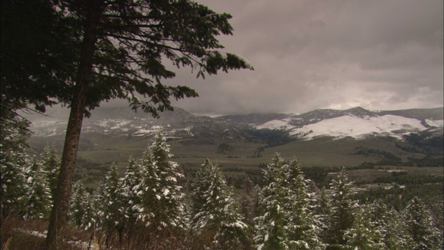 在黄石国家公园里，雪山和常青树环绕着一个山谷。视频素材