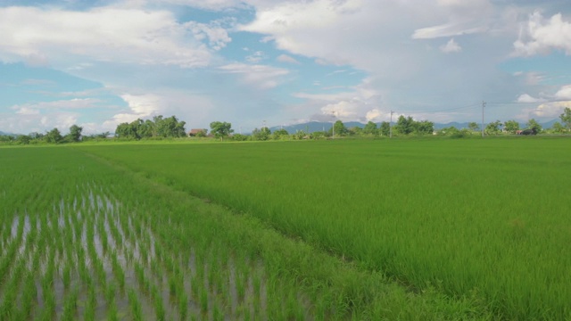 无人机低角度轨道拍摄，亚洲绿色稻田与天空反射，多云的天空，蓝色的天空，天光视频素材