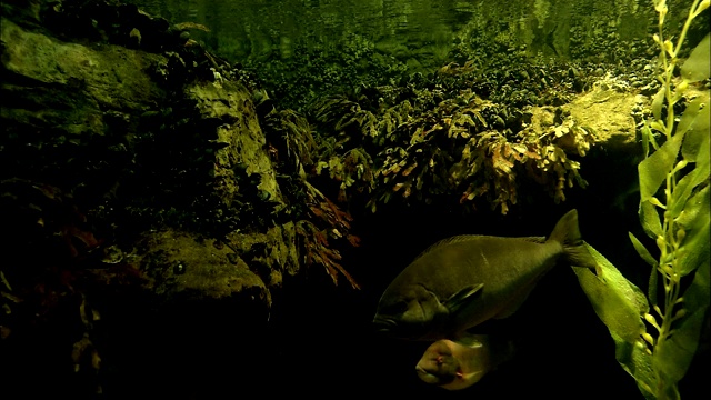 豹鲨和几条石斑鱼在水生植物中游泳。视频素材