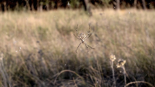 一只巨大的有毒蜘蛛(Argiope lobata)在它的网上随风摇摆。视频素材