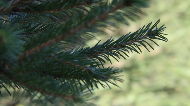 这是蓝色云杉的树枝特写。蓝色云杉或多刺云杉(Picea pungens) -代表云杉属的松树科。视频素材