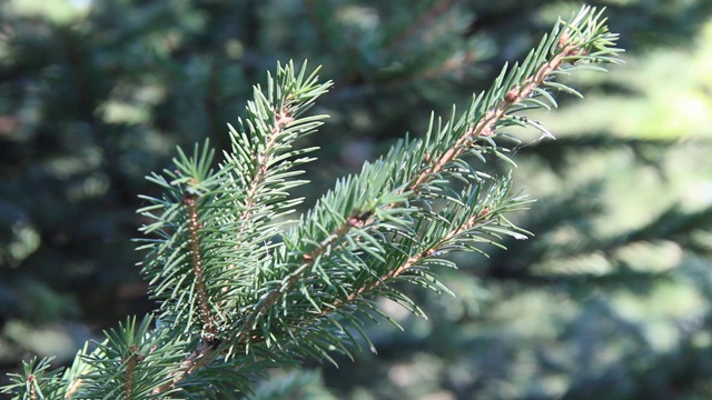 这是蓝色云杉的树枝特写。蓝色云杉或多刺云杉(Picea pungens) -代表云杉属的松树科。视频素材