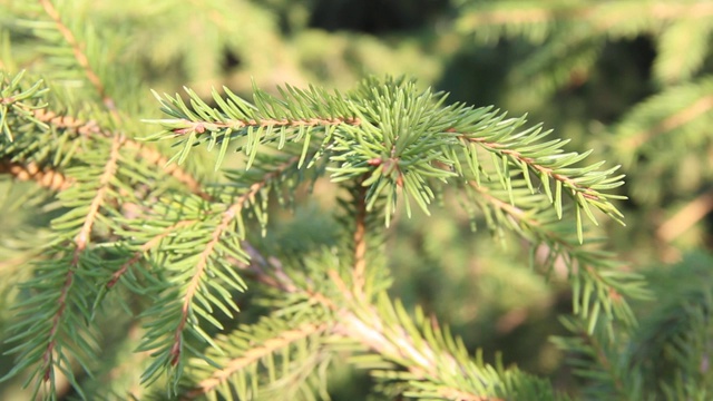 这是蓝色云杉的树枝特写。蓝色云杉或多刺云杉(Picea pungens) -代表云杉属的松树科。视频素材