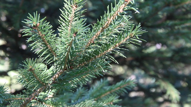 这是蓝色云杉的树枝特写。蓝色云杉或多刺云杉(Picea pungens) -代表云杉属的松树科。视频素材