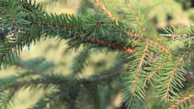 这是蓝色云杉的树枝特写。蓝色云杉或多刺云杉(Picea pungens) -代表云杉属的松树科。视频素材