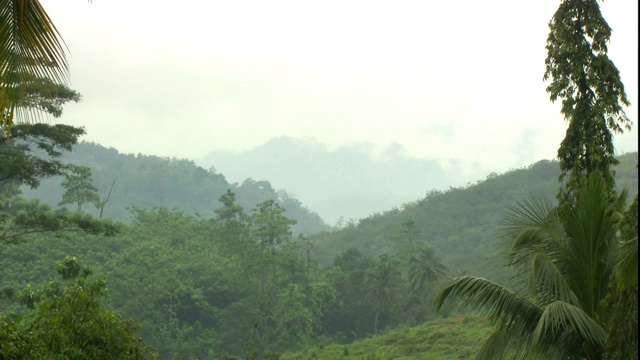 浓雾笼罩着茂密的丛林中的远山。视频素材