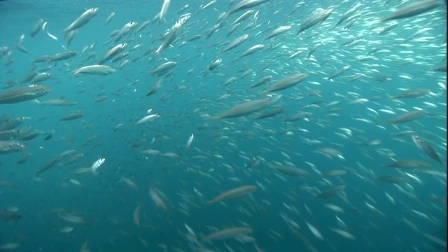 一群鱼在海洋中涌动。视频素材