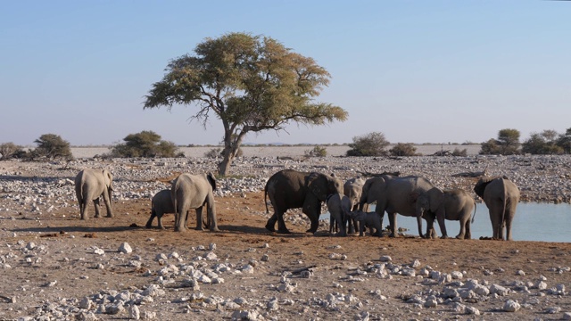 象群在Okaukuejo水坑在Etosha，纳米比亚视频素材